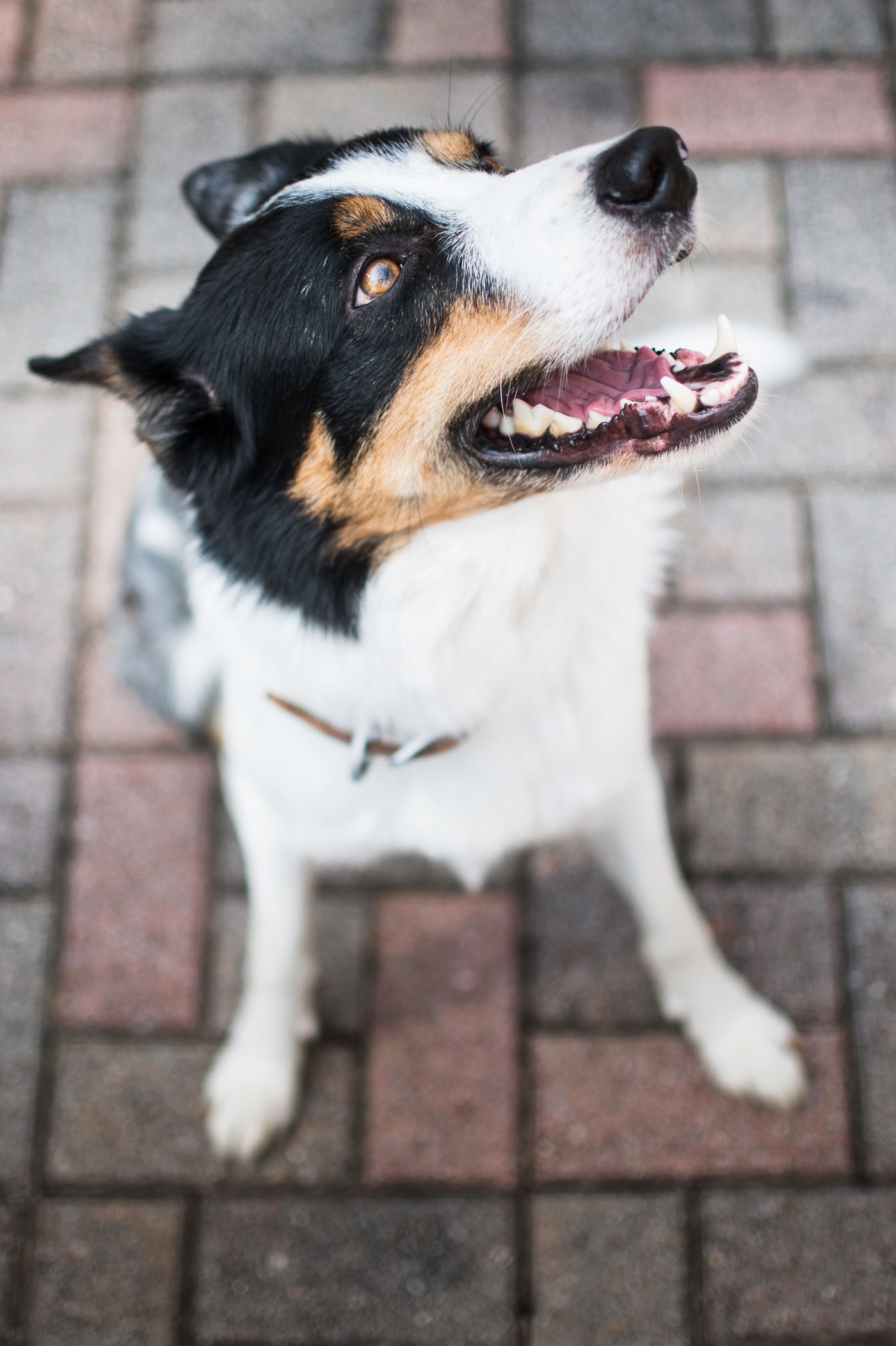 A smiling border collie