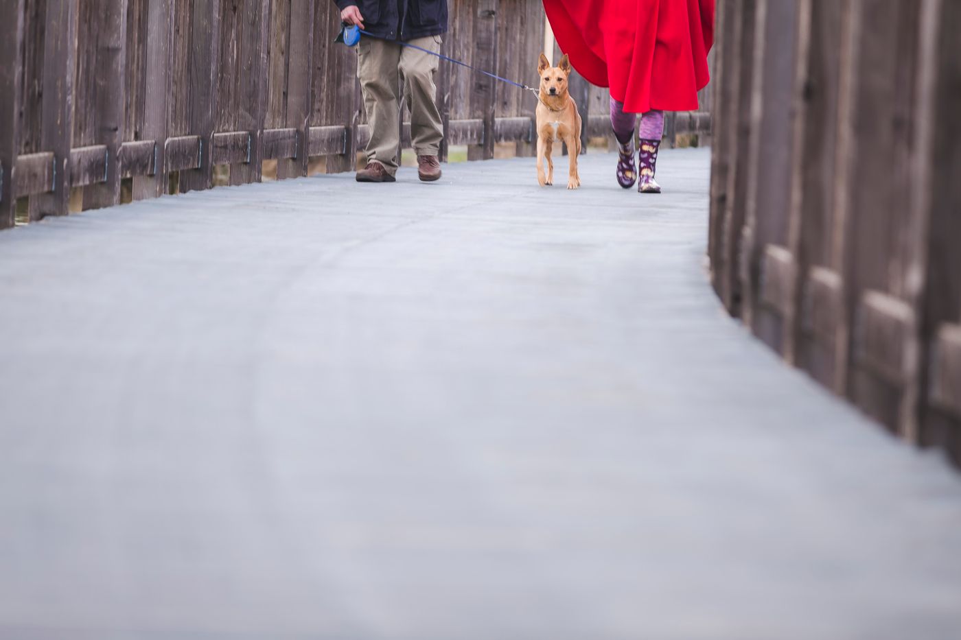 A dog out on a walk